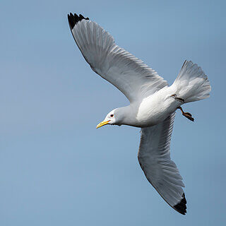 St Abbs Head - Kittiwake